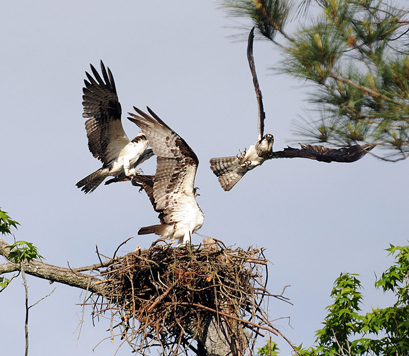 do osprey eat birds